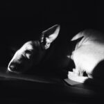 Corey Fogelmanis Instagram - light & shadow