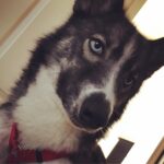 Cory Kenshin Instagram - I didn't name him Savage for no reason.. Sam has that stare.. that thousand-yard stare..
