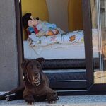 Cristián Riquelme Instagram - La lealtad de un perro me conmueve. La dedicación a estar siempre buscando la instancia de cariño. Mis perros están siempre al lado de mis hijos, duermen afuera de sus piezas en una instinto de protección inherente. Claro, son perros de guardia entrenados. Pero a pesar de eso siempre están alertas de lo que pasa a su alrededor, respetando el juego a sus amos y nosotros haciéndolos parte de la familia... Tienen perros? Como se llaman? Que significan para ustedes? #perros #amor #familia