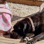 Cristián Riquelme Instagram - La lealtad de un perro me conmueve. La dedicación a estar siempre buscando la instancia de cariño. Mis perros están siempre al lado de mis hijos, duermen afuera de sus piezas en una instinto de protección inherente. Claro, son perros de guardia entrenados. Pero a pesar de eso siempre están alertas de lo que pasa a su alrededor, respetando el juego a sus amos y nosotros haciéndolos parte de la familia... Tienen perros? Como se llaman? Que significan para ustedes? #perros #amor #familia