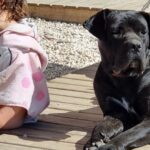Cristián Riquelme Instagram - La lealtad de un perro me conmueve. La dedicación a estar siempre buscando la instancia de cariño. Mis perros están siempre al lado de mis hijos, duermen afuera de sus piezas en una instinto de protección inherente. Claro, son perros de guardia entrenados. Pero a pesar de eso siempre están alertas de lo que pasa a su alrededor, respetando el juego a sus amos y nosotros haciéndolos parte de la familia... Tienen perros? Como se llaman? Que significan para ustedes? #perros #amor #familia