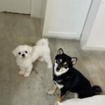 Cristine Reyes Instagram - Furbabies🧶