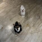 Cristine Reyes Instagram - Furbabies🧶