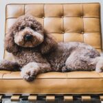D-Nice Instagram - Charles in Charge is all over my Barcelona after getting a fresh cut today. @theycallmecq #goldendoodle #goldendoodlesofinstagram Los Angeles, California