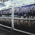 D-Nice Instagram - I had an incredible time today at the @avocigar factory in the Dominican Republic. Witnessing the skill and dedication that goes into rolling our upcoming limited edition #Expressions collaboration was surreal. Stay tuned for its release. Big thanks to Team Avo, @eguerra305, and everyone involved in making this a reality. Much gratitude to @deepsleepstudio for shooting the mini documentary on the making of the Expressions cigar. I can’t wait to see the completed work. #BrandNice #AvoCigars