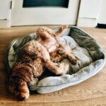 D-Nice Instagram - Yo, my dog is wild. He dragged his bed to the second floor and parked it in front of my bedroom. Laying in front of my door with his legs open as if he’s the head of household. 😂😂😂 He’s trying to tell me something. @theycallmecq #goldendoodle