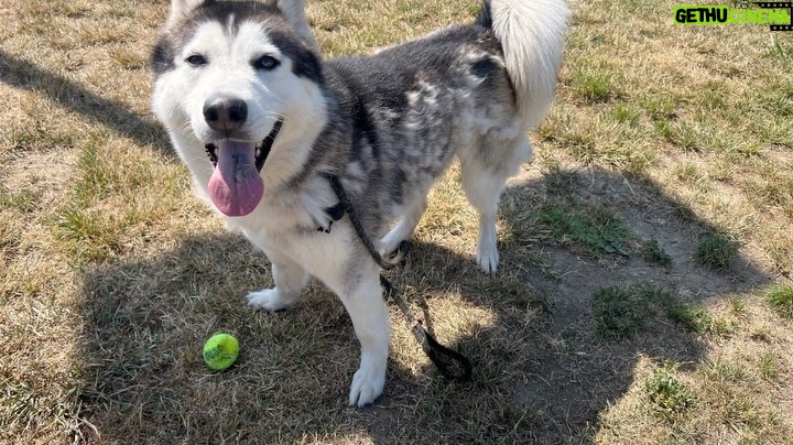 D.B. Woodside Instagram - Goku is at the @northcentralshelter in Los Angeles. If you can help foster him give them a call. If you want to adopt him please give them a call. (888) 452-7381 Goku doesnโt deserve to die.๐ So maybe give them a call and let them know how you feel. It would mean the world to me. ๐๐พ #laanimalshelter #northcentralanimalshelter