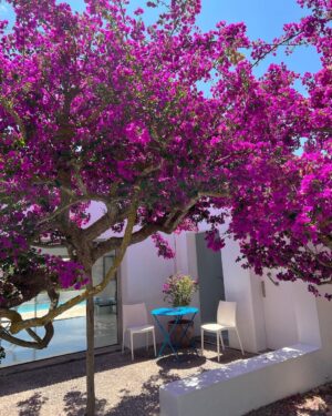 Dagi Bee Instagram - Ibiza digital diary #week26 🌴☀️💕✨💃🏼