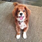 Dan Levy Instagram - The only one that really matters. #redmond #nationaldogday
