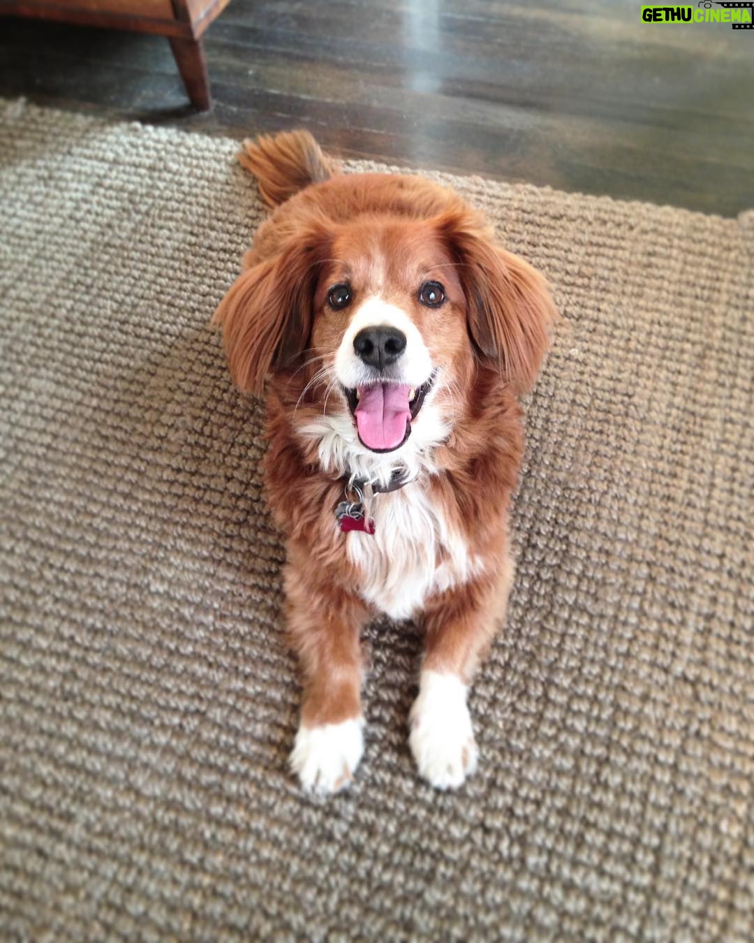 Dan Levy Instagram - The only one that really matters. #redmond #nationaldogday