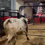 Dana White Instagram - #TwistedSteel has arrived to Toyota Center for @pbr Unleash the Beast! @dennisdavisbuckingbulls