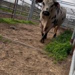 Dana White Instagram - #TwistedSteel loading into the trailer headed to the U.S. Border Patrol @pbr Unleash The Beast in Jacksonville. Watch him buck LIVE SATURDAY! @dennisdavisbuckingbulls