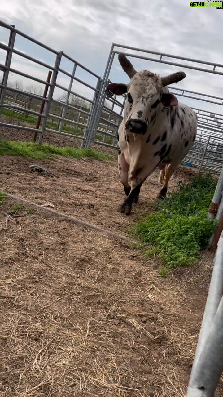 Dana White Instagram - #TwistedSteel loading into the trailer headed to the U.S. Border Patrol @pbr Unleash The Beast in Jacksonville. Watch him buck LIVE SATURDAY! @dennisdavisbuckingbulls