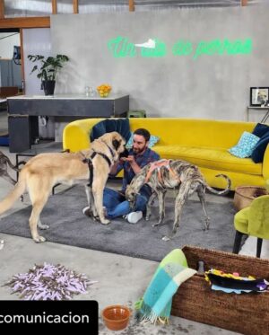 Dani Rovira Instagram - En breve podréis disfrutar de #UnDíaDePerros en @rtveplay 
Estoy acompañado de dos amigos y educadores/terapeutas caninos formidables como @eli_nimitable y #SantiVidal (@mas_que_guau) 

Tendremos charlas maravillosas con  invitados de lujo de diferentes ámbitos (cine, literatura, política, teatro, música, moda…) hablando de lo que más nos gusta, los perros. Y rodeados toooooodo el rato de ellos. 

Un programa comprometido con el bienestar animal, la educación canina y el buen humor. 

Dirigido por Ángela Gallardo y @rafaelmunozrodriguez 

Qué ganas de que pronto lo podáis oír (y ver), para aprender, empatizar y divertirnos. ♥️ 🐕 

@rtvecomunicacion

Por cierto, este cachorrón de mastín es #Brugal y está en adopción. Es todo amor. Preguntad en @salvandopeludos_elcampito