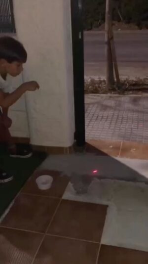 Dani Rovira Instagram - Nuestro patrono @d10solano y sus peques, tras unos de días ganarse su cariño y confianza, han conseguido rescatar a #Michubichu. 😻 

En la zona en la que estaba el riesgo de atropello era muy alto. 💔 ¡Pero ya está sano y salvo!

Ahora buscamos un hogar para que sea feliz 🐈‍⬛ Es muy peque, unos 3 meses, y llegará a su nueva casa con todas sus vacunas 👌

¿Nos ayudas?

Contacto: 690-790-230 o info@ochotumbao.org

Música 🎶 @chambao_oficial

#Ochotumbao #Málaga