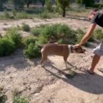 Dani Rovira Instagram – Se llama Fernando, y además de su pequeña prote @chuchos_sincasa tiene si residencia canina con un espacio increíble y una oportunidad maravillosa para que pasen unos días de vacaciones @chuchosconclase. Además de un currante nato y amante de los perros, es un educador canino muy experimentado. 

Muchas veces mi querido #Buyo se ha quedado allí, y durante meses me ha cuidado a mi #Lobo. 

Es una opción maravillosa si es imposible llevártelo de vacaciones. Estará feliz y con muchos más perros. Son muchos los amigos a quienes les he recomendado el lugar y ellos y, sobre todo, sus perros han salido felices y repiten. 

A apenas una hora de Madrid. Merece la pena. 

Él y @mas_que_guau son mis lugares de Madrid preferidos para ellos. Quedarse tranquilo es lo más importante. Y que ellos estén como reyes. 🐶 🐕