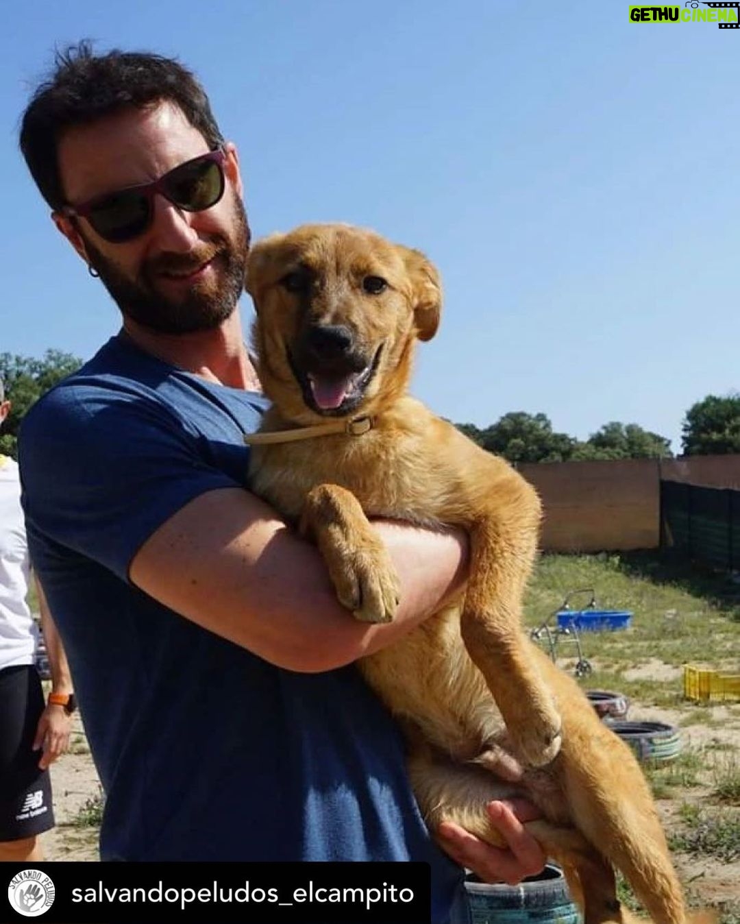 Dani Rovira - 47.8K Likes - • @salvandopeludos_elcampito 🐾¡ADOPTA!🐾
Hola! Me llamo Col y tengo 5 mesecitos.
Aparecí con mi hermanita Flor por la calle solitos.
Flor ya tuvo la gran suerte de salir adoptada con una familia genial y bueno yo, pues sigo aquí.
El otro día vinieron a hacernos una visita nuestros amigos de @fundacionochotumbao y el salao de @danirovira me cogió en brazos para hacernos esta foto tan chula.
Soy un bebé adorable y súper sociable con todo ser viviente! Y solo quiero una familia donde crecer y ser feliz para siempre.
🔴INFORMACIÓN PARA ADOPTAR🔴
☎️ CONTACTO SOLO WHATSAPP: 623064947
📮 CORREO
acogidasyadopciones@salvandopeludos.org
SI QUIERES AYUDARNOS A SEGUIR AYUDANDO:
- Bizum: selecciona donar a ONG + introduce el codigo 00606 + elegir Salvando Peludos e introducir cantidad a donar.
- Transferencia bancaria:
IBAN: ES98 0073 0100 57 0504241796
Titular: Salvando Peludos
#adopta #protectora #salvandopeludos #madrid #refugio #peludo #dog #cat #🐱 #gatos #adoptaunamigo #adoptaunperro #adoptaungato #navacerrada #nocompres #perros #campo #primavera #spring #animalshelter #amor #mascota #pet #adopt #familiapeluda #adoptanocompres #amigosdecuatropatas #amigospeludos #🐕 #🐶