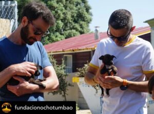 Dani Rovira Instagram - • @fundacionochotumbao Qué inmensa es la felicidad que sentimos cuando la energía puesta en una causa se materializa en la realidad. 💫 ¡Justo lo que hemos vivido con @salvandopeludos_elcampito! 🐗🐶 

Nuestros patronos @danirovira y @d10solano han visitado las instalaciones recién ampliadas gracias a la recaudación del espectáculo solidario 'Faltándonos al respeto'. 🎭 

Podríamos hablar de la cantidad recaudada -8.027 euros, ¡GRACIAS! 🙌-, pero el significado es mucho mayor: bienestar y seguridad para decenas de animales. 🐈

Gracias a nuestros amigos del alma @arturogcampos, @jj_vaquero e @inakiurrutia por subirse al escenario con nuestro cofundador y hacer magia desde el humor y la solidaridad. 🫶

En estas 📷 podéis ver un poquito más de esta visita. 🧡 ¡GRACIAS por ayudarnos una vez más a ayudar!

#Ochotumbao