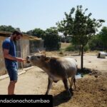Dani Rovira Instagram – • @fundacionochotumbao Qué inmensa es la felicidad que sentimos cuando la energía puesta en una causa se materializa en la realidad. 💫 ¡Justo lo que hemos vivido con @salvandopeludos_elcampito! 🐗🐶 

Nuestros patronos @danirovira y @d10solano han visitado las instalaciones recién ampliadas gracias a la recaudación del espectáculo solidario ‘Faltándonos al respeto’. 🎭 

Podríamos hablar de la cantidad recaudada -8.027 euros, ¡GRACIAS! 🙌-, pero el significado es mucho mayor: bienestar y seguridad para decenas de animales. 🐈

Gracias a nuestros amigos del alma @arturogcampos, @jj_vaquero e @inakiurrutia por subirse al escenario con nuestro cofundador y hacer magia desde el humor y la solidaridad. 🫶

En estas 📷 podéis ver un poquito más de esta visita. 🧡 ¡GRACIAS por ayudarnos una vez más a ayudar!

#Ochotumbao