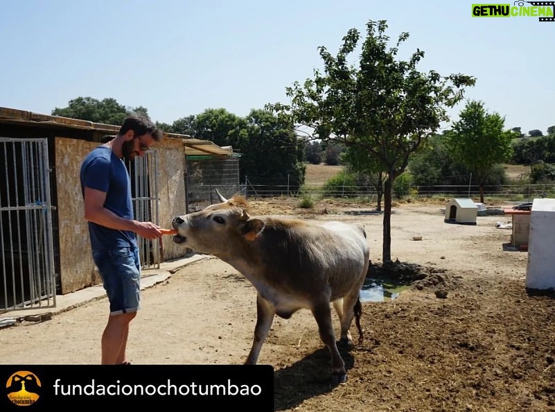 Dani Rovira Instagram - • @fundacionochotumbao Qué inmensa es la felicidad que sentimos cuando la energía puesta en una causa se materializa en la realidad. 💫 ¡Justo lo que hemos vivido con @salvandopeludos_elcampito! 🐗🐶 Nuestros patronos @danirovira y @d10solano han visitado las instalaciones recién ampliadas gracias a la recaudación del espectáculo solidario 'Faltándonos al respeto'. 🎭 Podríamos hablar de la cantidad recaudada -8.027 euros, ¡GRACIAS! 🙌-, pero el significado es mucho mayor: bienestar y seguridad para decenas de animales. 🐈 Gracias a nuestros amigos del alma @arturogcampos, @jj_vaquero e @inakiurrutia por subirse al escenario con nuestro cofundador y hacer magia desde el humor y la solidaridad. 🫶 En estas 📷 podéis ver un poquito más de esta visita. 🧡 ¡GRACIAS por ayudarnos una vez más a ayudar! #Ochotumbao