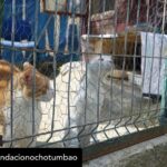 Dani Rovira Instagram - • @fundacionochotumbao Qué inmensa es la felicidad que sentimos cuando la energía puesta en una causa se materializa en la realidad. 💫 ¡Justo lo que hemos vivido con @salvandopeludos_elcampito! 🐗🐶 Nuestros patronos @danirovira y @d10solano han visitado las instalaciones recién ampliadas gracias a la recaudación del espectáculo solidario 'Faltándonos al respeto'. 🎭 Podríamos hablar de la cantidad recaudada -8.027 euros, ¡GRACIAS! 🙌-, pero el significado es mucho mayor: bienestar y seguridad para decenas de animales. 🐈 Gracias a nuestros amigos del alma @arturogcampos, @jj_vaquero e @inakiurrutia por subirse al escenario con nuestro cofundador y hacer magia desde el humor y la solidaridad. 🫶 En estas 📷 podéis ver un poquito más de esta visita. 🧡 ¡GRACIAS por ayudarnos una vez más a ayudar! #Ochotumbao