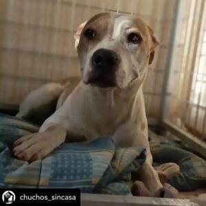 Dani Rovira Instagram - • @chuchos_sincasa Nosotros apechugamos siempre, pero  llega un momento que las capacidades son limitadas y no puedes ayudar en todo lo que quisieras.

Hacemos una labor de corazón, para ayudar a los animales, pero lo que también está claro es que es un problema social del que debería encargarse el estado, y no lo hace o lo hace deficientemente.

Estos dos son Rima y Titán.

A Rima la recogieron el otro día en la carretera, en un pueblo de aquí al lado, es una perra de poco más de un año, majísima y cariñosa, con cosas que aprender, pero un amor. Nos hemos hecho cargo de ella.

Al poco nos han vuelto a llamar de este pueblo, se que es gente con buena voluntad que quiere ayudar y no sabe cómo, pero claro, yo no puedo cubrir ese servicio indefinidamente porque no somos ricos. Así que dije que no, que lo siento mucho, pero no doy para más, tengo casi cien perros mas de sesenta de la prote, en fin una locura.

A Titán le abandonó aquí su dueña, habiéndolo dejado en residencia. Un perro de once años, más bueno que el pan. 

Le han tenido que quitar dos tumores de las mamas y le están examinando porque creen que tiene algo en el intestino, así que estamos de pruebas.

Está en una casa de acogida donde le cuidan de lujo.

Si estás pensando en como puedes ayudarnos, hay muchas maneras.

Desde venir a hacer voluntariado, como apoyarnos con el teaming, donativos, pienso, medicinas.

Hacemos lo que podemos con lo que tenemos, no hay más.

Bastante que no nos dejamos la cabeza por el camino.

Si quieres adoptar escríbenos.

Sino puedes apadrinar o simplemente difundir y estarás echándonos una mano para poder seguir con nuestra labor. A pesar de todo y contra lo que venga, seguiremos aquí.

Contacto:
💌 chuchosconclase@gmail.com

📞 674969679

➡️ Como puedes ayudarnos:

▪️Haz teaming por solo 1€ al mes:

www.teaming.net/a-p-achuchossincasa

▪️Haz un donativo:

www.paypal.me/chuchossincasa

▶️Nuestra cuenta:

ES48 2100 4814 8522 0005 5221

Titular: A.P.A. Chuchos Sin Casa