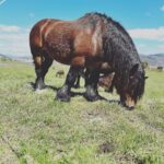 Dani Rovira Instagram – El caballo vasco. ♥️ 🐴 
#Pottoka Orduña
