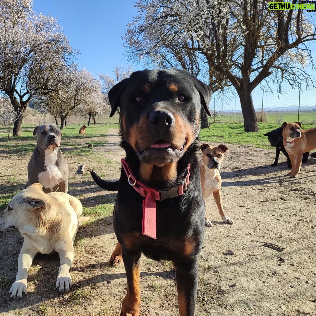 Dani Rovira - 25.6K Likes - • @chuchosconclase Rompe la primavera y le decimos adiós al invierno.
Toda la finca se llena de olor a flores y los almendros se ponen blancos preciosos.
Vienen abejas a polinizar y cuando paseas por debajo de los árboles se escucha un fuerte zumbido.
Los días empiezan a ser más largos y esto hace más fácil trabajar determinadas cosas con los perros. El otro día tuvimos sesión de fotos, ya os iremos enseñando.
El próximo martes nos llega por fin el material que estábamos esperando para mejorar las instalaciones para este verano.
Cuanto más a gusto se sienten ellos también nosotros, así que vamos a poner lo que esté en nuestra mano para que así sea.
Si alguien quiere colaborar con los gastos que nos ha supuesto está inversión ya sabéis cómo hacerlo. Aquí abajo os dejo las formas que tenéis de ayudarnos.
Contacto:
💌 chuchosconclase@gmail.com
📞 674969679
➡️ Como puedes ayudarnos:
▪️Haz teaming por solo 1€ al mes:
www.teaming.net/a-p-achuchossincasa
▪️Haz un donativo:
www.paypal.me/chuchossincasa
▶️Nuestra cuenta:
ES48 2100 4814 8522 0005 5221
Titular: A.P.A. Chuchos Sin Casa
Vamos a seguir luchando por estos perros condenados, siempre, preparándonos para lo que venga y poniendo este cada vez más apañado para ellos.
Toda lucha tiene su sacrificio.
Todo trabajo tiene su recompensa.
Gracias por el apoyo siempre gente. Sois la hostia.
Que paséis un buen fin de semana.
#lavidaperralavidamejor
#noessuerteessacrificio
#conclaseysinetiquetas #dogskull #perrossuciosperrosfelices #trabajandosobrelaenergia #psicologiacanina #chuchossincasa #chuchosconclase