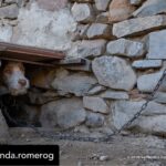 Dani Rovira Instagram – Hoy se vota la primera Ley de Bienestar Animal en España. Y todo parece indicar que, pase lo que pase, no habrá nada que celebrar.

Si se aprueba la ley excluyendo a los perros de caza, auxiliares y de trabajo estaremos ante un retroceso inédito. Las consecuencias son incalculables. 

Que nadie dude que el siguiente paso de los cazadores es ir a reunirse con las comunidades autónomas y copiar el modelo. Su objetivo es tener reglamentos propios y hacer con sus perros lo que les dé la gana. 

Mantenerlos atados, enjaulados, solos durante días, entrenarlos salvajemente, hacerles pasar hambre para que sean más agresivos, utilizar collares y herramientas que les provoquen dolor, evitar los gastos veterinarios, criar sin límites, deshacerse de los que no sirven de cualquier forma barata, rápida o cruel. 

Hace poco dejaron de ser cosas en el Código Civil y POR FIN son seres sintientes. ¿No es incoherente que ahora se apruebe una ley que distingue entre unos con derechos y otros como herramientas? 

Si aceptamos retroceder así con los perros, los más queridos, ¿qué avances legislativos auguramos para los que no están en esta ley y son la mayoría?

Y si hoy no sale esta ley, también se van a perder varias cosas que estaría bien poner en marcha desde ya. No es bueno que la primera Ley de Bienestar Animal que llega al Congreso manifieste un fracaso.

Lo que ha hecho el PSOE con su enmienda es imperdonable. Y nunca se debió aprobar este dictamen en comisión, el texto no estaba listo y no tenía los acuerdos. Ahora nos vemos en este juego de suma cero.

Mi opinión es que una ley estatal que ampare y legitime distintos derechos en base al uso que hagamos es un peligro. Y que aceptar recortes en derechos para los perros es un malísimo precedente jurídico, simbólico, cultural y político. 

El texto que llega hoy es intragable, ha perdido su propio corazón en el camino y yo tengo claro que por principios no avalaría esto con mis votos. 

Pero no tendremos nada que celebrar. Y mucho trabajo por delante. Ánimo a toda la gente animalista, es un momento dificilísimo. Cuidémonos.

Aquí no se rinde nadie, seguiremos del lado de los animales.

Autora: @amanda.romerog