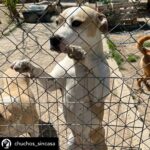 Dani Rovira Instagram – • @chuchos_sincasa Nosotros apechugamos siempre, pero  llega un momento que las capacidades son limitadas y no puedes ayudar en todo lo que quisieras.

Hacemos una labor de corazón, para ayudar a los animales, pero lo que también está claro es que es un problema social del que debería encargarse el estado, y no lo hace o lo hace deficientemente.

Estos dos son Rima y Titán.

A Rima la recogieron el otro día en la carretera, en un pueblo de aquí al lado, es una perra de poco más de un año, majísima y cariñosa, con cosas que aprender, pero un amor. Nos hemos hecho cargo de ella.

Al poco nos han vuelto a llamar de este pueblo, se que es gente con buena voluntad que quiere ayudar y no sabe cómo, pero claro, yo no puedo cubrir ese servicio indefinidamente porque no somos ricos. Así que dije que no, que lo siento mucho, pero no doy para más, tengo casi cien perros mas de sesenta de la prote, en fin una locura.

A Titán le abandonó aquí su dueña, habiéndolo dejado en residencia. Un perro de once años, más bueno que el pan. 

Le han tenido que quitar dos tumores de las mamas y le están examinando porque creen que tiene algo en el intestino, así que estamos de pruebas.

Está en una casa de acogida donde le cuidan de lujo.

Si estás pensando en como puedes ayudarnos, hay muchas maneras.

Desde venir a hacer voluntariado, como apoyarnos con el teaming, donativos, pienso, medicinas.

Hacemos lo que podemos con lo que tenemos, no hay más.

Bastante que no nos dejamos la cabeza por el camino.

Si quieres adoptar escríbenos.

Sino puedes apadrinar o simplemente difundir y estarás echándonos una mano para poder seguir con nuestra labor. A pesar de todo y contra lo que venga, seguiremos aquí.

Contacto:
💌 chuchosconclase@gmail.com

📞 674969679

➡️ Como puedes ayudarnos:

▪️Haz teaming por solo 1€ al mes:

www.teaming.net/a-p-achuchossincasa

▪️Haz un donativo:

www.paypal.me/chuchossincasa

▶️Nuestra cuenta:

ES48 2100 4814 8522 0005 5221

Titular: A.P.A. Chuchos Sin Casa