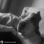 Dani Rovira Instagram – • @chuchos_sincasa Nosotros apechugamos siempre, pero  llega un momento que las capacidades son limitadas y no puedes ayudar en todo lo que quisieras.

Hacemos una labor de corazón, para ayudar a los animales, pero lo que también está claro es que es un problema social del que debería encargarse el estado, y no lo hace o lo hace deficientemente.

Estos dos son Rima y Titán.

A Rima la recogieron el otro día en la carretera, en un pueblo de aquí al lado, es una perra de poco más de un año, majísima y cariñosa, con cosas que aprender, pero un amor. Nos hemos hecho cargo de ella.

Al poco nos han vuelto a llamar de este pueblo, se que es gente con buena voluntad que quiere ayudar y no sabe cómo, pero claro, yo no puedo cubrir ese servicio indefinidamente porque no somos ricos. Así que dije que no, que lo siento mucho, pero no doy para más, tengo casi cien perros mas de sesenta de la prote, en fin una locura.

A Titán le abandonó aquí su dueña, habiéndolo dejado en residencia. Un perro de once años, más bueno que el pan. 

Le han tenido que quitar dos tumores de las mamas y le están examinando porque creen que tiene algo en el intestino, así que estamos de pruebas.

Está en una casa de acogida donde le cuidan de lujo.

Si estás pensando en como puedes ayudarnos, hay muchas maneras.

Desde venir a hacer voluntariado, como apoyarnos con el teaming, donativos, pienso, medicinas.

Hacemos lo que podemos con lo que tenemos, no hay más.

Bastante que no nos dejamos la cabeza por el camino.

Si quieres adoptar escríbenos.

Sino puedes apadrinar o simplemente difundir y estarás echándonos una mano para poder seguir con nuestra labor. A pesar de todo y contra lo que venga, seguiremos aquí.

Contacto:
💌 chuchosconclase@gmail.com

📞 674969679

➡️ Como puedes ayudarnos:

▪️Haz teaming por solo 1€ al mes:

www.teaming.net/a-p-achuchossincasa

▪️Haz un donativo:

www.paypal.me/chuchossincasa

▶️Nuestra cuenta:

ES48 2100 4814 8522 0005 5221

Titular: A.P.A. Chuchos Sin Casa