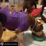 Dani Rovira Instagram – • @chuchos_sincasa Nosotros apechugamos siempre, pero  llega un momento que las capacidades son limitadas y no puedes ayudar en todo lo que quisieras.

Hacemos una labor de corazón, para ayudar a los animales, pero lo que también está claro es que es un problema social del que debería encargarse el estado, y no lo hace o lo hace deficientemente.

Estos dos son Rima y Titán.

A Rima la recogieron el otro día en la carretera, en un pueblo de aquí al lado, es una perra de poco más de un año, majísima y cariñosa, con cosas que aprender, pero un amor. Nos hemos hecho cargo de ella.

Al poco nos han vuelto a llamar de este pueblo, se que es gente con buena voluntad que quiere ayudar y no sabe cómo, pero claro, yo no puedo cubrir ese servicio indefinidamente porque no somos ricos. Así que dije que no, que lo siento mucho, pero no doy para más, tengo casi cien perros mas de sesenta de la prote, en fin una locura.

A Titán le abandonó aquí su dueña, habiéndolo dejado en residencia. Un perro de once años, más bueno que el pan. 

Le han tenido que quitar dos tumores de las mamas y le están examinando porque creen que tiene algo en el intestino, así que estamos de pruebas.

Está en una casa de acogida donde le cuidan de lujo.

Si estás pensando en como puedes ayudarnos, hay muchas maneras.

Desde venir a hacer voluntariado, como apoyarnos con el teaming, donativos, pienso, medicinas.

Hacemos lo que podemos con lo que tenemos, no hay más.

Bastante que no nos dejamos la cabeza por el camino.

Si quieres adoptar escríbenos.

Sino puedes apadrinar o simplemente difundir y estarás echándonos una mano para poder seguir con nuestra labor. A pesar de todo y contra lo que venga, seguiremos aquí.

Contacto:
💌 chuchosconclase@gmail.com

📞 674969679

➡️ Como puedes ayudarnos:

▪️Haz teaming por solo 1€ al mes:

www.teaming.net/a-p-achuchossincasa

▪️Haz un donativo:

www.paypal.me/chuchossincasa

▶️Nuestra cuenta:

ES48 2100 4814 8522 0005 5221

Titular: A.P.A. Chuchos Sin Casa
