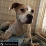 Dani Rovira Instagram – • @chuchos_sincasa Nosotros apechugamos siempre, pero  llega un momento que las capacidades son limitadas y no puedes ayudar en todo lo que quisieras.

Hacemos una labor de corazón, para ayudar a los animales, pero lo que también está claro es que es un problema social del que debería encargarse el estado, y no lo hace o lo hace deficientemente.

Estos dos son Rima y Titán.

A Rima la recogieron el otro día en la carretera, en un pueblo de aquí al lado, es una perra de poco más de un año, majísima y cariñosa, con cosas que aprender, pero un amor. Nos hemos hecho cargo de ella.

Al poco nos han vuelto a llamar de este pueblo, se que es gente con buena voluntad que quiere ayudar y no sabe cómo, pero claro, yo no puedo cubrir ese servicio indefinidamente porque no somos ricos. Así que dije que no, que lo siento mucho, pero no doy para más, tengo casi cien perros mas de sesenta de la prote, en fin una locura.

A Titán le abandonó aquí su dueña, habiéndolo dejado en residencia. Un perro de once años, más bueno que el pan. 

Le han tenido que quitar dos tumores de las mamas y le están examinando porque creen que tiene algo en el intestino, así que estamos de pruebas.

Está en una casa de acogida donde le cuidan de lujo.

Si estás pensando en como puedes ayudarnos, hay muchas maneras.

Desde venir a hacer voluntariado, como apoyarnos con el teaming, donativos, pienso, medicinas.

Hacemos lo que podemos con lo que tenemos, no hay más.

Bastante que no nos dejamos la cabeza por el camino.

Si quieres adoptar escríbenos.

Sino puedes apadrinar o simplemente difundir y estarás echándonos una mano para poder seguir con nuestra labor. A pesar de todo y contra lo que venga, seguiremos aquí.

Contacto:
💌 chuchosconclase@gmail.com

📞 674969679

➡️ Como puedes ayudarnos:

▪️Haz teaming por solo 1€ al mes:

www.teaming.net/a-p-achuchossincasa

▪️Haz un donativo:

www.paypal.me/chuchossincasa

▶️Nuestra cuenta:

ES48 2100 4814 8522 0005 5221

Titular: A.P.A. Chuchos Sin Casa