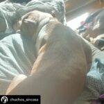 Dani Rovira Instagram – • @chuchos_sincasa Nosotros apechugamos siempre, pero  llega un momento que las capacidades son limitadas y no puedes ayudar en todo lo que quisieras.

Hacemos una labor de corazón, para ayudar a los animales, pero lo que también está claro es que es un problema social del que debería encargarse el estado, y no lo hace o lo hace deficientemente.

Estos dos son Rima y Titán.

A Rima la recogieron el otro día en la carretera, en un pueblo de aquí al lado, es una perra de poco más de un año, majísima y cariñosa, con cosas que aprender, pero un amor. Nos hemos hecho cargo de ella.

Al poco nos han vuelto a llamar de este pueblo, se que es gente con buena voluntad que quiere ayudar y no sabe cómo, pero claro, yo no puedo cubrir ese servicio indefinidamente porque no somos ricos. Así que dije que no, que lo siento mucho, pero no doy para más, tengo casi cien perros mas de sesenta de la prote, en fin una locura.

A Titán le abandonó aquí su dueña, habiéndolo dejado en residencia. Un perro de once años, más bueno que el pan. 

Le han tenido que quitar dos tumores de las mamas y le están examinando porque creen que tiene algo en el intestino, así que estamos de pruebas.

Está en una casa de acogida donde le cuidan de lujo.

Si estás pensando en como puedes ayudarnos, hay muchas maneras.

Desde venir a hacer voluntariado, como apoyarnos con el teaming, donativos, pienso, medicinas.

Hacemos lo que podemos con lo que tenemos, no hay más.

Bastante que no nos dejamos la cabeza por el camino.

Si quieres adoptar escríbenos.

Sino puedes apadrinar o simplemente difundir y estarás echándonos una mano para poder seguir con nuestra labor. A pesar de todo y contra lo que venga, seguiremos aquí.

Contacto:
💌 chuchosconclase@gmail.com

📞 674969679

➡️ Como puedes ayudarnos:

▪️Haz teaming por solo 1€ al mes:

www.teaming.net/a-p-achuchossincasa

▪️Haz un donativo:

www.paypal.me/chuchossincasa

▶️Nuestra cuenta:

ES48 2100 4814 8522 0005 5221

Titular: A.P.A. Chuchos Sin Casa