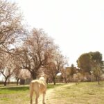 Dani Rovira Instagram – • @chuchosconclase Rompe la primavera y le decimos adiós al invierno.

Toda la finca se llena de olor a flores y los almendros se ponen blancos preciosos.

Vienen abejas a polinizar y cuando paseas por debajo de los árboles se escucha un fuerte zumbido.

Los días empiezan a ser más largos y esto hace más fácil trabajar determinadas cosas con los perros. El otro día tuvimos sesión de fotos, ya os iremos enseñando.

El próximo martes nos llega por fin el material que estábamos esperando para mejorar las instalaciones para este verano. 

Cuanto más a gusto se sienten ellos también nosotros, así que vamos a poner lo que esté en nuestra mano para que así sea.

Si alguien quiere colaborar con los gastos que nos ha supuesto está inversión ya sabéis cómo hacerlo. Aquí abajo os dejo las formas que tenéis de ayudarnos.

Contacto:
💌 chuchosconclase@gmail.com

📞 674969679

➡️ Como puedes ayudarnos:

▪️Haz teaming por solo 1€ al mes:

www.teaming.net/a-p-achuchossincasa

▪️Haz un donativo:

www.paypal.me/chuchossincasa

▶️Nuestra cuenta:

ES48 2100 4814 8522 0005 5221

Titular: A.P.A. Chuchos Sin Casa

Vamos a seguir luchando por estos perros condenados, siempre, preparándonos para lo que venga y poniendo este cada vez más apañado para ellos.

Toda lucha tiene su sacrificio.
Todo trabajo tiene su recompensa.

Gracias por el apoyo siempre gente. Sois la hostia. 

Que paséis un buen fin de semana.

#lavidaperralavidamejor
#noessuerteessacrificio
#conclaseysinetiquetas #dogskull #perrossuciosperrosfelices #trabajandosobrelaenergia #psicologiacanina #chuchossincasa #chuchosconclase
