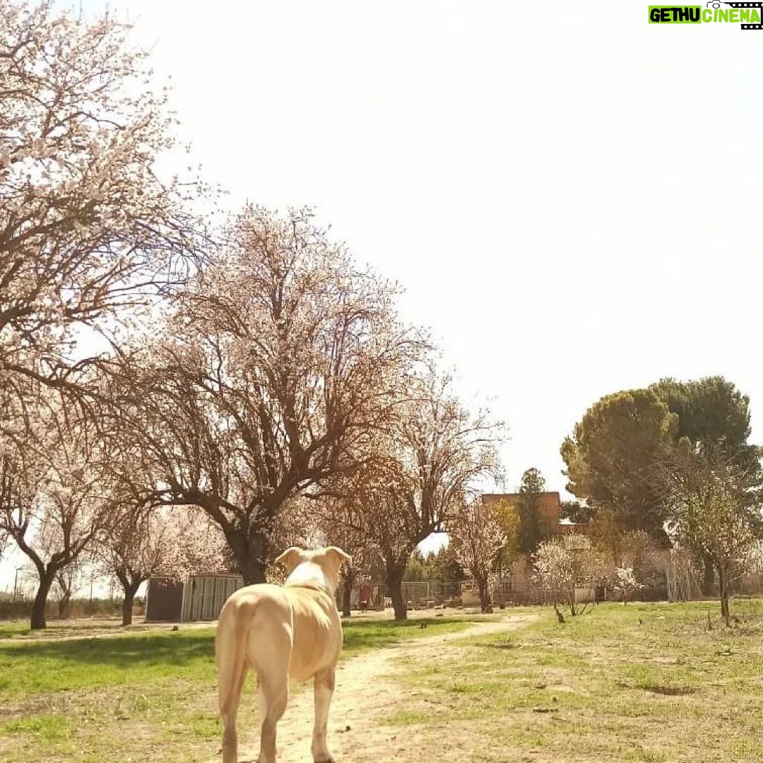 Dani Rovira - 25.6K Likes - • @chuchosconclase Rompe la primavera y le decimos adiós al invierno.
Toda la finca se llena de olor a flores y los almendros se ponen blancos preciosos.
Vienen abejas a polinizar y cuando paseas por debajo de los árboles se escucha un fuerte zumbido.
Los días empiezan a ser más largos y esto hace más fácil trabajar determinadas cosas con los perros. El otro día tuvimos sesión de fotos, ya os iremos enseñando.
El próximo martes nos llega por fin el material que estábamos esperando para mejorar las instalaciones para este verano.
Cuanto más a gusto se sienten ellos también nosotros, así que vamos a poner lo que esté en nuestra mano para que así sea.
Si alguien quiere colaborar con los gastos que nos ha supuesto está inversión ya sabéis cómo hacerlo. Aquí abajo os dejo las formas que tenéis de ayudarnos.
Contacto:
💌 chuchosconclase@gmail.com
📞 674969679
➡️ Como puedes ayudarnos:
▪️Haz teaming por solo 1€ al mes:
www.teaming.net/a-p-achuchossincasa
▪️Haz un donativo:
www.paypal.me/chuchossincasa
▶️Nuestra cuenta:
ES48 2100 4814 8522 0005 5221
Titular: A.P.A. Chuchos Sin Casa
Vamos a seguir luchando por estos perros condenados, siempre, preparándonos para lo que venga y poniendo este cada vez más apañado para ellos.
Toda lucha tiene su sacrificio.
Todo trabajo tiene su recompensa.
Gracias por el apoyo siempre gente. Sois la hostia.
Que paséis un buen fin de semana.
#lavidaperralavidamejor
#noessuerteessacrificio
#conclaseysinetiquetas #dogskull #perrossuciosperrosfelices #trabajandosobrelaenergia #psicologiacanina #chuchossincasa #chuchosconclase