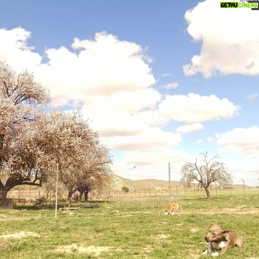 Dani Rovira - 25.6K Likes - • @chuchosconclase Rompe la primavera y le decimos adiós al invierno.
Toda la finca se llena de olor a flores y los almendros se ponen blancos preciosos.
Vienen abejas a polinizar y cuando paseas por debajo de los árboles se escucha un fuerte zumbido.
Los días empiezan a ser más largos y esto hace más fácil trabajar determinadas cosas con los perros. El otro día tuvimos sesión de fotos, ya os iremos enseñando.
El próximo martes nos llega por fin el material que estábamos esperando para mejorar las instalaciones para este verano.
Cuanto más a gusto se sienten ellos también nosotros, así que vamos a poner lo que esté en nuestra mano para que así sea.
Si alguien quiere colaborar con los gastos que nos ha supuesto está inversión ya sabéis cómo hacerlo. Aquí abajo os dejo las formas que tenéis de ayudarnos.
Contacto:
💌 chuchosconclase@gmail.com
📞 674969679
➡️ Como puedes ayudarnos:
▪️Haz teaming por solo 1€ al mes:
www.teaming.net/a-p-achuchossincasa
▪️Haz un donativo:
www.paypal.me/chuchossincasa
▶️Nuestra cuenta:
ES48 2100 4814 8522 0005 5221
Titular: A.P.A. Chuchos Sin Casa
Vamos a seguir luchando por estos perros condenados, siempre, preparándonos para lo que venga y poniendo este cada vez más apañado para ellos.
Toda lucha tiene su sacrificio.
Todo trabajo tiene su recompensa.
Gracias por el apoyo siempre gente. Sois la hostia.
Que paséis un buen fin de semana.
#lavidaperralavidamejor
#noessuerteessacrificio
#conclaseysinetiquetas #dogskull #perrossuciosperrosfelices #trabajandosobrelaenergia #psicologiacanina #chuchossincasa #chuchosconclase