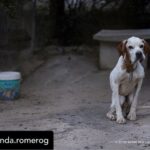 Dani Rovira Instagram – Hoy se vota la primera Ley de Bienestar Animal en España. Y todo parece indicar que, pase lo que pase, no habrá nada que celebrar.

Si se aprueba la ley excluyendo a los perros de caza, auxiliares y de trabajo estaremos ante un retroceso inédito. Las consecuencias son incalculables. 

Que nadie dude que el siguiente paso de los cazadores es ir a reunirse con las comunidades autónomas y copiar el modelo. Su objetivo es tener reglamentos propios y hacer con sus perros lo que les dé la gana. 

Mantenerlos atados, enjaulados, solos durante días, entrenarlos salvajemente, hacerles pasar hambre para que sean más agresivos, utilizar collares y herramientas que les provoquen dolor, evitar los gastos veterinarios, criar sin límites, deshacerse de los que no sirven de cualquier forma barata, rápida o cruel. 

Hace poco dejaron de ser cosas en el Código Civil y POR FIN son seres sintientes. ¿No es incoherente que ahora se apruebe una ley que distingue entre unos con derechos y otros como herramientas? 

Si aceptamos retroceder así con los perros, los más queridos, ¿qué avances legislativos auguramos para los que no están en esta ley y son la mayoría?

Y si hoy no sale esta ley, también se van a perder varias cosas que estaría bien poner en marcha desde ya. No es bueno que la primera Ley de Bienestar Animal que llega al Congreso manifieste un fracaso.

Lo que ha hecho el PSOE con su enmienda es imperdonable. Y nunca se debió aprobar este dictamen en comisión, el texto no estaba listo y no tenía los acuerdos. Ahora nos vemos en este juego de suma cero.

Mi opinión es que una ley estatal que ampare y legitime distintos derechos en base al uso que hagamos es un peligro. Y que aceptar recortes en derechos para los perros es un malísimo precedente jurídico, simbólico, cultural y político. 

El texto que llega hoy es intragable, ha perdido su propio corazón en el camino y yo tengo claro que por principios no avalaría esto con mis votos. 

Pero no tendremos nada que celebrar. Y mucho trabajo por delante. Ánimo a toda la gente animalista, es un momento dificilísimo. Cuidémonos.

Aquí no se rinde nadie, seguiremos del lado de los animales.

Autora: @amanda.romerog