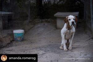 Dani Rovira Instagram - Hoy se vota la primera Ley de Bienestar Animal en España. Y todo parece indicar que, pase lo que pase, no habrá nada que celebrar.

Si se aprueba la ley excluyendo a los perros de caza, auxiliares y de trabajo estaremos ante un retroceso inédito. Las consecuencias son incalculables. 

Que nadie dude que el siguiente paso de los cazadores es ir a reunirse con las comunidades autónomas y copiar el modelo. Su objetivo es tener reglamentos propios y hacer con sus perros lo que les dé la gana. 

Mantenerlos atados, enjaulados, solos durante días, entrenarlos salvajemente, hacerles pasar hambre para que sean más agresivos, utilizar collares y herramientas que les provoquen dolor, evitar los gastos veterinarios, criar sin límites, deshacerse de los que no sirven de cualquier forma barata, rápida o cruel. 

Hace poco dejaron de ser cosas en el Código Civil y POR FIN son seres sintientes. ¿No es incoherente que ahora se apruebe una ley que distingue entre unos con derechos y otros como herramientas? 

Si aceptamos retroceder así con los perros, los más queridos, ¿qué avances legislativos auguramos para los que no están en esta ley y son la mayoría?

Y si hoy no sale esta ley, también se van a perder varias cosas que estaría bien poner en marcha desde ya. No es bueno que la primera Ley de Bienestar Animal que llega al Congreso manifieste un fracaso.

Lo que ha hecho el PSOE con su enmienda es imperdonable. Y nunca se debió aprobar este dictamen en comisión, el texto no estaba listo y no tenía los acuerdos. Ahora nos vemos en este juego de suma cero.

Mi opinión es que una ley estatal que ampare y legitime distintos derechos en base al uso que hagamos es un peligro. Y que aceptar recortes en derechos para los perros es un malísimo precedente jurídico, simbólico, cultural y político. 

El texto que llega hoy es intragable, ha perdido su propio corazón en el camino y yo tengo claro que por principios no avalaría esto con mis votos. 

Pero no tendremos nada que celebrar. Y mucho trabajo por delante. Ánimo a toda la gente animalista, es un momento dificilísimo. Cuidémonos.

Aquí no se rinde nadie, seguiremos del lado de los animales.

Autora: @amanda.romerog