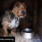 Dani Rovira Instagram – Hoy se vota la primera Ley de Bienestar Animal en España. Y todo parece indicar que, pase lo que pase, no habrá nada que celebrar.

Si se aprueba la ley excluyendo a los perros de caza, auxiliares y de trabajo estaremos ante un retroceso inédito. Las consecuencias son incalculables. 

Que nadie dude que el siguiente paso de los cazadores es ir a reunirse con las comunidades autónomas y copiar el modelo. Su objetivo es tener reglamentos propios y hacer con sus perros lo que les dé la gana. 

Mantenerlos atados, enjaulados, solos durante días, entrenarlos salvajemente, hacerles pasar hambre para que sean más agresivos, utilizar collares y herramientas que les provoquen dolor, evitar los gastos veterinarios, criar sin límites, deshacerse de los que no sirven de cualquier forma barata, rápida o cruel. 

Hace poco dejaron de ser cosas en el Código Civil y POR FIN son seres sintientes. ¿No es incoherente que ahora se apruebe una ley que distingue entre unos con derechos y otros como herramientas? 

Si aceptamos retroceder así con los perros, los más queridos, ¿qué avances legislativos auguramos para los que no están en esta ley y son la mayoría?

Y si hoy no sale esta ley, también se van a perder varias cosas que estaría bien poner en marcha desde ya. No es bueno que la primera Ley de Bienestar Animal que llega al Congreso manifieste un fracaso.

Lo que ha hecho el PSOE con su enmienda es imperdonable. Y nunca se debió aprobar este dictamen en comisión, el texto no estaba listo y no tenía los acuerdos. Ahora nos vemos en este juego de suma cero.

Mi opinión es que una ley estatal que ampare y legitime distintos derechos en base al uso que hagamos es un peligro. Y que aceptar recortes en derechos para los perros es un malísimo precedente jurídico, simbólico, cultural y político. 

El texto que llega hoy es intragable, ha perdido su propio corazón en el camino y yo tengo claro que por principios no avalaría esto con mis votos. 

Pero no tendremos nada que celebrar. Y mucho trabajo por delante. Ánimo a toda la gente animalista, es un momento dificilísimo. Cuidémonos.

Aquí no se rinde nadie, seguiremos del lado de los animales.

Autora: @amanda.romerog