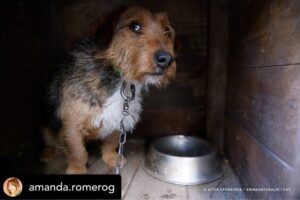 Dani Rovira Instagram - Hoy se vota la primera Ley de Bienestar Animal en España. Y todo parece indicar que, pase lo que pase, no habrá nada que celebrar.

Si se aprueba la ley excluyendo a los perros de caza, auxiliares y de trabajo estaremos ante un retroceso inédito. Las consecuencias son incalculables. 

Que nadie dude que el siguiente paso de los cazadores es ir a reunirse con las comunidades autónomas y copiar el modelo. Su objetivo es tener reglamentos propios y hacer con sus perros lo que les dé la gana. 

Mantenerlos atados, enjaulados, solos durante días, entrenarlos salvajemente, hacerles pasar hambre para que sean más agresivos, utilizar collares y herramientas que les provoquen dolor, evitar los gastos veterinarios, criar sin límites, deshacerse de los que no sirven de cualquier forma barata, rápida o cruel. 

Hace poco dejaron de ser cosas en el Código Civil y POR FIN son seres sintientes. ¿No es incoherente que ahora se apruebe una ley que distingue entre unos con derechos y otros como herramientas? 

Si aceptamos retroceder así con los perros, los más queridos, ¿qué avances legislativos auguramos para los que no están en esta ley y son la mayoría?

Y si hoy no sale esta ley, también se van a perder varias cosas que estaría bien poner en marcha desde ya. No es bueno que la primera Ley de Bienestar Animal que llega al Congreso manifieste un fracaso.

Lo que ha hecho el PSOE con su enmienda es imperdonable. Y nunca se debió aprobar este dictamen en comisión, el texto no estaba listo y no tenía los acuerdos. Ahora nos vemos en este juego de suma cero.

Mi opinión es que una ley estatal que ampare y legitime distintos derechos en base al uso que hagamos es un peligro. Y que aceptar recortes en derechos para los perros es un malísimo precedente jurídico, simbólico, cultural y político. 

El texto que llega hoy es intragable, ha perdido su propio corazón en el camino y yo tengo claro que por principios no avalaría esto con mis votos. 

Pero no tendremos nada que celebrar. Y mucho trabajo por delante. Ánimo a toda la gente animalista, es un momento dificilísimo. Cuidémonos.

Aquí no se rinde nadie, seguiremos del lado de los animales.

Autora: @amanda.romerog