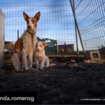 Dani Rovira Instagram – Hoy se vota la primera Ley de Bienestar Animal en España. Y todo parece indicar que, pase lo que pase, no habrá nada que celebrar.

Si se aprueba la ley excluyendo a los perros de caza, auxiliares y de trabajo estaremos ante un retroceso inédito. Las consecuencias son incalculables. 

Que nadie dude que el siguiente paso de los cazadores es ir a reunirse con las comunidades autónomas y copiar el modelo. Su objetivo es tener reglamentos propios y hacer con sus perros lo que les dé la gana. 

Mantenerlos atados, enjaulados, solos durante días, entrenarlos salvajemente, hacerles pasar hambre para que sean más agresivos, utilizar collares y herramientas que les provoquen dolor, evitar los gastos veterinarios, criar sin límites, deshacerse de los que no sirven de cualquier forma barata, rápida o cruel. 

Hace poco dejaron de ser cosas en el Código Civil y POR FIN son seres sintientes. ¿No es incoherente que ahora se apruebe una ley que distingue entre unos con derechos y otros como herramientas? 

Si aceptamos retroceder así con los perros, los más queridos, ¿qué avances legislativos auguramos para los que no están en esta ley y son la mayoría?

Y si hoy no sale esta ley, también se van a perder varias cosas que estaría bien poner en marcha desde ya. No es bueno que la primera Ley de Bienestar Animal que llega al Congreso manifieste un fracaso.

Lo que ha hecho el PSOE con su enmienda es imperdonable. Y nunca se debió aprobar este dictamen en comisión, el texto no estaba listo y no tenía los acuerdos. Ahora nos vemos en este juego de suma cero.

Mi opinión es que una ley estatal que ampare y legitime distintos derechos en base al uso que hagamos es un peligro. Y que aceptar recortes en derechos para los perros es un malísimo precedente jurídico, simbólico, cultural y político. 

El texto que llega hoy es intragable, ha perdido su propio corazón en el camino y yo tengo claro que por principios no avalaría esto con mis votos. 

Pero no tendremos nada que celebrar. Y mucho trabajo por delante. Ánimo a toda la gente animalista, es un momento dificilísimo. Cuidémonos.

Aquí no se rinde nadie, seguiremos del lado de los animales.

Autora: @amanda.romerog