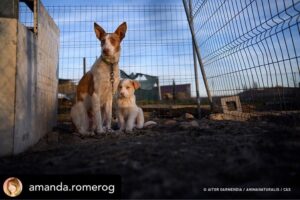 Dani Rovira Instagram - Hoy se vota la primera Ley de Bienestar Animal en España. Y todo parece indicar que, pase lo que pase, no habrá nada que celebrar.

Si se aprueba la ley excluyendo a los perros de caza, auxiliares y de trabajo estaremos ante un retroceso inédito. Las consecuencias son incalculables. 

Que nadie dude que el siguiente paso de los cazadores es ir a reunirse con las comunidades autónomas y copiar el modelo. Su objetivo es tener reglamentos propios y hacer con sus perros lo que les dé la gana. 

Mantenerlos atados, enjaulados, solos durante días, entrenarlos salvajemente, hacerles pasar hambre para que sean más agresivos, utilizar collares y herramientas que les provoquen dolor, evitar los gastos veterinarios, criar sin límites, deshacerse de los que no sirven de cualquier forma barata, rápida o cruel. 

Hace poco dejaron de ser cosas en el Código Civil y POR FIN son seres sintientes. ¿No es incoherente que ahora se apruebe una ley que distingue entre unos con derechos y otros como herramientas? 

Si aceptamos retroceder así con los perros, los más queridos, ¿qué avances legislativos auguramos para los que no están en esta ley y son la mayoría?

Y si hoy no sale esta ley, también se van a perder varias cosas que estaría bien poner en marcha desde ya. No es bueno que la primera Ley de Bienestar Animal que llega al Congreso manifieste un fracaso.

Lo que ha hecho el PSOE con su enmienda es imperdonable. Y nunca se debió aprobar este dictamen en comisión, el texto no estaba listo y no tenía los acuerdos. Ahora nos vemos en este juego de suma cero.

Mi opinión es que una ley estatal que ampare y legitime distintos derechos en base al uso que hagamos es un peligro. Y que aceptar recortes en derechos para los perros es un malísimo precedente jurídico, simbólico, cultural y político. 

El texto que llega hoy es intragable, ha perdido su propio corazón en el camino y yo tengo claro que por principios no avalaría esto con mis votos. 

Pero no tendremos nada que celebrar. Y mucho trabajo por delante. Ánimo a toda la gente animalista, es un momento dificilísimo. Cuidémonos.

Aquí no se rinde nadie, seguiremos del lado de los animales.

Autora: @amanda.romerog