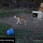 Dani Rovira Instagram – Hoy se vota la primera Ley de Bienestar Animal en España. Y todo parece indicar que, pase lo que pase, no habrá nada que celebrar.

Si se aprueba la ley excluyendo a los perros de caza, auxiliares y de trabajo estaremos ante un retroceso inédito. Las consecuencias son incalculables. 

Que nadie dude que el siguiente paso de los cazadores es ir a reunirse con las comunidades autónomas y copiar el modelo. Su objetivo es tener reglamentos propios y hacer con sus perros lo que les dé la gana. 

Mantenerlos atados, enjaulados, solos durante días, entrenarlos salvajemente, hacerles pasar hambre para que sean más agresivos, utilizar collares y herramientas que les provoquen dolor, evitar los gastos veterinarios, criar sin límites, deshacerse de los que no sirven de cualquier forma barata, rápida o cruel. 

Hace poco dejaron de ser cosas en el Código Civil y POR FIN son seres sintientes. ¿No es incoherente que ahora se apruebe una ley que distingue entre unos con derechos y otros como herramientas? 

Si aceptamos retroceder así con los perros, los más queridos, ¿qué avances legislativos auguramos para los que no están en esta ley y son la mayoría?

Y si hoy no sale esta ley, también se van a perder varias cosas que estaría bien poner en marcha desde ya. No es bueno que la primera Ley de Bienestar Animal que llega al Congreso manifieste un fracaso.

Lo que ha hecho el PSOE con su enmienda es imperdonable. Y nunca se debió aprobar este dictamen en comisión, el texto no estaba listo y no tenía los acuerdos. Ahora nos vemos en este juego de suma cero.

Mi opinión es que una ley estatal que ampare y legitime distintos derechos en base al uso que hagamos es un peligro. Y que aceptar recortes en derechos para los perros es un malísimo precedente jurídico, simbólico, cultural y político. 

El texto que llega hoy es intragable, ha perdido su propio corazón en el camino y yo tengo claro que por principios no avalaría esto con mis votos. 

Pero no tendremos nada que celebrar. Y mucho trabajo por delante. Ánimo a toda la gente animalista, es un momento dificilísimo. Cuidémonos.

Aquí no se rinde nadie, seguiremos del lado de los animales.

Autora: @amanda.romerog