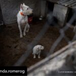 Dani Rovira Instagram – Hoy se vota la primera Ley de Bienestar Animal en España. Y todo parece indicar que, pase lo que pase, no habrá nada que celebrar.

Si se aprueba la ley excluyendo a los perros de caza, auxiliares y de trabajo estaremos ante un retroceso inédito. Las consecuencias son incalculables. 

Que nadie dude que el siguiente paso de los cazadores es ir a reunirse con las comunidades autónomas y copiar el modelo. Su objetivo es tener reglamentos propios y hacer con sus perros lo que les dé la gana. 

Mantenerlos atados, enjaulados, solos durante días, entrenarlos salvajemente, hacerles pasar hambre para que sean más agresivos, utilizar collares y herramientas que les provoquen dolor, evitar los gastos veterinarios, criar sin límites, deshacerse de los que no sirven de cualquier forma barata, rápida o cruel. 

Hace poco dejaron de ser cosas en el Código Civil y POR FIN son seres sintientes. ¿No es incoherente que ahora se apruebe una ley que distingue entre unos con derechos y otros como herramientas? 

Si aceptamos retroceder así con los perros, los más queridos, ¿qué avances legislativos auguramos para los que no están en esta ley y son la mayoría?

Y si hoy no sale esta ley, también se van a perder varias cosas que estaría bien poner en marcha desde ya. No es bueno que la primera Ley de Bienestar Animal que llega al Congreso manifieste un fracaso.

Lo que ha hecho el PSOE con su enmienda es imperdonable. Y nunca se debió aprobar este dictamen en comisión, el texto no estaba listo y no tenía los acuerdos. Ahora nos vemos en este juego de suma cero.

Mi opinión es que una ley estatal que ampare y legitime distintos derechos en base al uso que hagamos es un peligro. Y que aceptar recortes en derechos para los perros es un malísimo precedente jurídico, simbólico, cultural y político. 

El texto que llega hoy es intragable, ha perdido su propio corazón en el camino y yo tengo claro que por principios no avalaría esto con mis votos. 

Pero no tendremos nada que celebrar. Y mucho trabajo por delante. Ánimo a toda la gente animalista, es un momento dificilísimo. Cuidémonos.

Aquí no se rinde nadie, seguiremos del lado de los animales.

Autora: @amanda.romerog