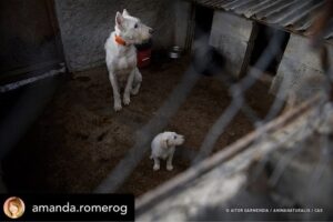 Dani Rovira Instagram - Hoy se vota la primera Ley de Bienestar Animal en España. Y todo parece indicar que, pase lo que pase, no habrá nada que celebrar.

Si se aprueba la ley excluyendo a los perros de caza, auxiliares y de trabajo estaremos ante un retroceso inédito. Las consecuencias son incalculables. 

Que nadie dude que el siguiente paso de los cazadores es ir a reunirse con las comunidades autónomas y copiar el modelo. Su objetivo es tener reglamentos propios y hacer con sus perros lo que les dé la gana. 

Mantenerlos atados, enjaulados, solos durante días, entrenarlos salvajemente, hacerles pasar hambre para que sean más agresivos, utilizar collares y herramientas que les provoquen dolor, evitar los gastos veterinarios, criar sin límites, deshacerse de los que no sirven de cualquier forma barata, rápida o cruel. 

Hace poco dejaron de ser cosas en el Código Civil y POR FIN son seres sintientes. ¿No es incoherente que ahora se apruebe una ley que distingue entre unos con derechos y otros como herramientas? 

Si aceptamos retroceder así con los perros, los más queridos, ¿qué avances legislativos auguramos para los que no están en esta ley y son la mayoría?

Y si hoy no sale esta ley, también se van a perder varias cosas que estaría bien poner en marcha desde ya. No es bueno que la primera Ley de Bienestar Animal que llega al Congreso manifieste un fracaso.

Lo que ha hecho el PSOE con su enmienda es imperdonable. Y nunca se debió aprobar este dictamen en comisión, el texto no estaba listo y no tenía los acuerdos. Ahora nos vemos en este juego de suma cero.

Mi opinión es que una ley estatal que ampare y legitime distintos derechos en base al uso que hagamos es un peligro. Y que aceptar recortes en derechos para los perros es un malísimo precedente jurídico, simbólico, cultural y político. 

El texto que llega hoy es intragable, ha perdido su propio corazón en el camino y yo tengo claro que por principios no avalaría esto con mis votos. 

Pero no tendremos nada que celebrar. Y mucho trabajo por delante. Ánimo a toda la gente animalista, es un momento dificilísimo. Cuidémonos.

Aquí no se rinde nadie, seguiremos del lado de los animales.

Autora: @amanda.romerog