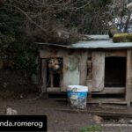 Dani Rovira Instagram – Hoy se vota la primera Ley de Bienestar Animal en España. Y todo parece indicar que, pase lo que pase, no habrá nada que celebrar.

Si se aprueba la ley excluyendo a los perros de caza, auxiliares y de trabajo estaremos ante un retroceso inédito. Las consecuencias son incalculables. 

Que nadie dude que el siguiente paso de los cazadores es ir a reunirse con las comunidades autónomas y copiar el modelo. Su objetivo es tener reglamentos propios y hacer con sus perros lo que les dé la gana. 

Mantenerlos atados, enjaulados, solos durante días, entrenarlos salvajemente, hacerles pasar hambre para que sean más agresivos, utilizar collares y herramientas que les provoquen dolor, evitar los gastos veterinarios, criar sin límites, deshacerse de los que no sirven de cualquier forma barata, rápida o cruel. 

Hace poco dejaron de ser cosas en el Código Civil y POR FIN son seres sintientes. ¿No es incoherente que ahora se apruebe una ley que distingue entre unos con derechos y otros como herramientas? 

Si aceptamos retroceder así con los perros, los más queridos, ¿qué avances legislativos auguramos para los que no están en esta ley y son la mayoría?

Y si hoy no sale esta ley, también se van a perder varias cosas que estaría bien poner en marcha desde ya. No es bueno que la primera Ley de Bienestar Animal que llega al Congreso manifieste un fracaso.

Lo que ha hecho el PSOE con su enmienda es imperdonable. Y nunca se debió aprobar este dictamen en comisión, el texto no estaba listo y no tenía los acuerdos. Ahora nos vemos en este juego de suma cero.

Mi opinión es que una ley estatal que ampare y legitime distintos derechos en base al uso que hagamos es un peligro. Y que aceptar recortes en derechos para los perros es un malísimo precedente jurídico, simbólico, cultural y político. 

El texto que llega hoy es intragable, ha perdido su propio corazón en el camino y yo tengo claro que por principios no avalaría esto con mis votos. 

Pero no tendremos nada que celebrar. Y mucho trabajo por delante. Ánimo a toda la gente animalista, es un momento dificilísimo. Cuidémonos.

Aquí no se rinde nadie, seguiremos del lado de los animales.

Autora: @amanda.romerog