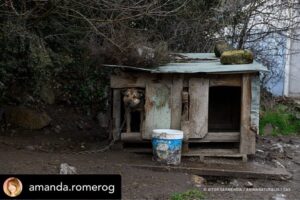 Dani Rovira Instagram - Hoy se vota la primera Ley de Bienestar Animal en España. Y todo parece indicar que, pase lo que pase, no habrá nada que celebrar.

Si se aprueba la ley excluyendo a los perros de caza, auxiliares y de trabajo estaremos ante un retroceso inédito. Las consecuencias son incalculables. 

Que nadie dude que el siguiente paso de los cazadores es ir a reunirse con las comunidades autónomas y copiar el modelo. Su objetivo es tener reglamentos propios y hacer con sus perros lo que les dé la gana. 

Mantenerlos atados, enjaulados, solos durante días, entrenarlos salvajemente, hacerles pasar hambre para que sean más agresivos, utilizar collares y herramientas que les provoquen dolor, evitar los gastos veterinarios, criar sin límites, deshacerse de los que no sirven de cualquier forma barata, rápida o cruel. 

Hace poco dejaron de ser cosas en el Código Civil y POR FIN son seres sintientes. ¿No es incoherente que ahora se apruebe una ley que distingue entre unos con derechos y otros como herramientas? 

Si aceptamos retroceder así con los perros, los más queridos, ¿qué avances legislativos auguramos para los que no están en esta ley y son la mayoría?

Y si hoy no sale esta ley, también se van a perder varias cosas que estaría bien poner en marcha desde ya. No es bueno que la primera Ley de Bienestar Animal que llega al Congreso manifieste un fracaso.

Lo que ha hecho el PSOE con su enmienda es imperdonable. Y nunca se debió aprobar este dictamen en comisión, el texto no estaba listo y no tenía los acuerdos. Ahora nos vemos en este juego de suma cero.

Mi opinión es que una ley estatal que ampare y legitime distintos derechos en base al uso que hagamos es un peligro. Y que aceptar recortes en derechos para los perros es un malísimo precedente jurídico, simbólico, cultural y político. 

El texto que llega hoy es intragable, ha perdido su propio corazón en el camino y yo tengo claro que por principios no avalaría esto con mis votos. 

Pero no tendremos nada que celebrar. Y mucho trabajo por delante. Ánimo a toda la gente animalista, es un momento dificilísimo. Cuidémonos.

Aquí no se rinde nadie, seguiremos del lado de los animales.

Autora: @amanda.romerog
