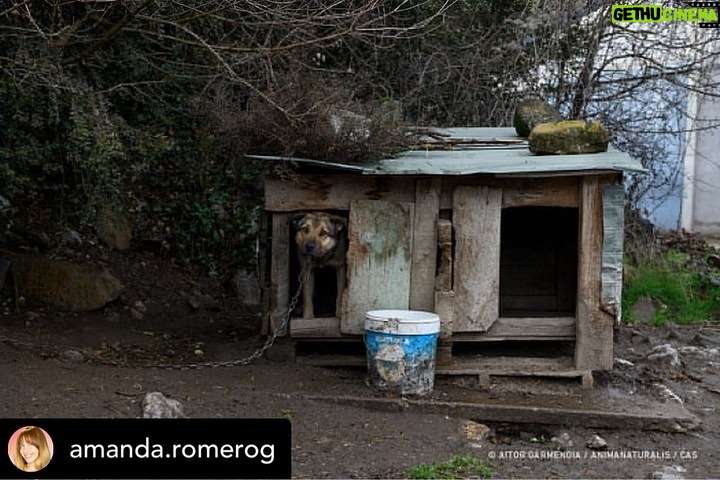 Dani Rovira - 70.5K Likes - Hoy se vota la primera Ley de Bienestar Animal en España. Y todo parece indicar que, pase lo que pase, no habrá nada que celebrar.
Si se aprueba la ley excluyendo a los perros de caza, auxiliares y de trabajo estaremos ante un retroceso inédito. Las consecuencias son incalculables.
Que nadie dude que el siguiente paso de los cazadores es ir a reunirse con las comunidades autónomas y copiar el modelo. Su objetivo es tener reglamentos propios y hacer con sus perros lo que les dé la gana.
Mantenerlos atados, enjaulados, solos durante días, entrenarlos salvajemente, hacerles pasar hambre para que sean más agresivos, utilizar collares y herramientas que les provoquen dolor, evitar los gastos veterinarios, criar sin límites, deshacerse de los que no sirven de cualquier forma barata, rápida o cruel.
Hace poco dejaron de ser cosas en el Código Civil y POR FIN son seres sintientes. ¿No es incoherente que ahora se apruebe una ley que distingue entre unos con derechos y otros como herramientas?
Si aceptamos retroceder así con los perros, los más queridos, ¿qué avances legislativos auguramos para los que no están en esta ley y son la mayoría?
Y si hoy no sale esta ley, también se van a perder varias cosas que estaría bien poner en marcha desde ya. No es bueno que la primera Ley de Bienestar Animal que llega al Congreso manifieste un fracaso.
Lo que ha hecho el PSOE con su enmienda es imperdonable. Y nunca se debió aprobar este dictamen en comisión, el texto no estaba listo y no tenía los acuerdos. Ahora nos vemos en este juego de suma cero.
Mi opinión es que una ley estatal que ampare y legitime distintos derechos en base al uso que hagamos es un peligro. Y que aceptar recortes en derechos para los perros es un malísimo precedente jurídico, simbólico, cultural y político.
El texto que llega hoy es intragable, ha perdido su propio corazón en el camino y yo tengo claro que por principios no avalaría esto con mis votos.
Pero no tendremos nada que celebrar. Y mucho trabajo por delante. Ánimo a toda la gente animalista, es un momento dificilísimo. Cuidémonos.
Aquí no se rinde nadie, seguiremos del lado de los animales.
Autora: @amanda.romerog