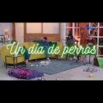 Dani Rovira Instagram – Este domingo estrenamos #UnDíaDePerros @rtveplay 

De invitado viene #Scott que ha querido traerse a su compi @mercedesmila 

Qué ilusionados estamos con este proyecto. La educación canina, el respeto por ellos, el humor y el amor como ingredientes principales. Junto a @mas_que_guau esperamos los disfrutéis y podamos aprender todos juntos. 🐕 ♥️
